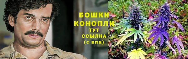 сатива Аркадак